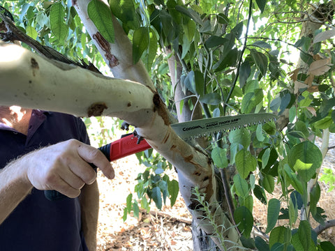 Corona RS 7041 RazorTOOTH 7" Folding Pruning Saw Curved Blade