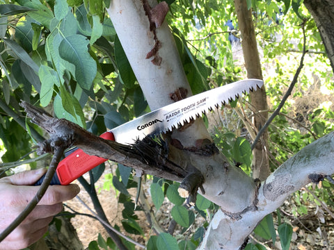 Corona RS 7041 RazorTOOTH 7" Folding Pruning Saw Curved Blade